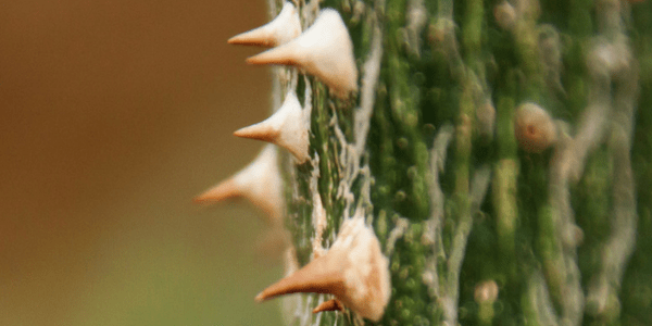 Trunk with thorns, photo by Vera Kratochvil