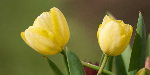 Tulips, photo by Peter Pearson