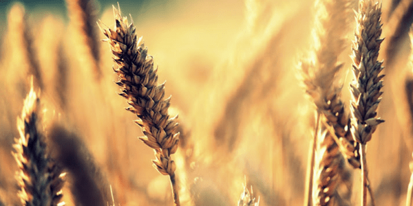 Lammas: The end of summer, the start of the harvest Wheat by Veera Määttänen (flickr veera.maattanen)