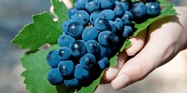 Written in Wine, by Bibliotheca Alexandria Written In Wine: A Devotional Anthology For Dionysos by Bibliotheca Alexandrina