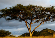 Al-‘Uzza: The pre-Islamic goddess of war, protection, and healing Al-‘Uzza: The pre-Islamic goddess of war, protection, and healing at Spiral Nature