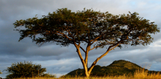 Al-‘Uzza: The pre-Islamic goddess of war, protection, and healing Al-‘Uzza: The pre-Islamic goddess of war, protection, and healing at Spiral Nature