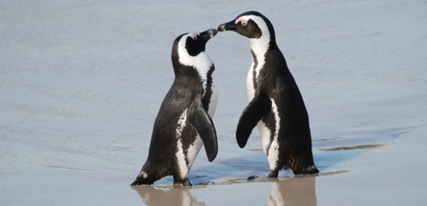 African Penguins, photo by Paul Mannix