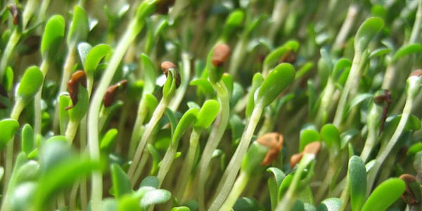 Alfalfa sprouts, photo by Erin Collins