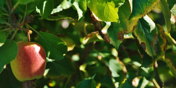 Mabon: Nature-based crafts for the Witches’ Thanksgiving Apple in a tree, photo by Daniel R. Blume