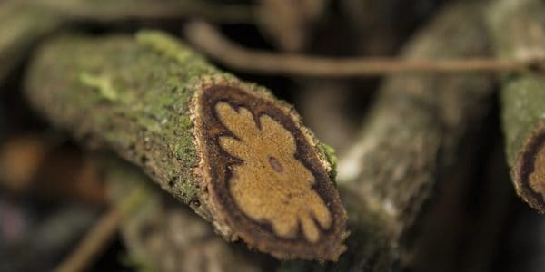 Ayahuasca, photo by Jairo Galvis Henao-title