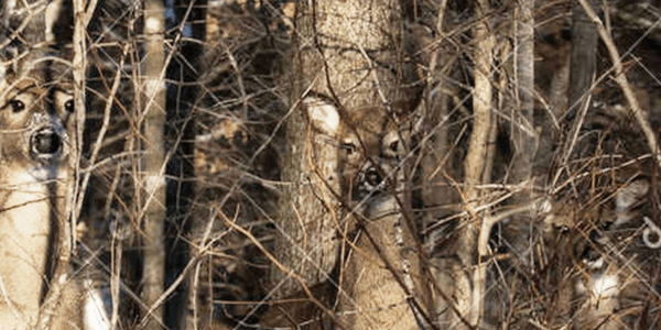 Becoming Nature, by Tamarack Son