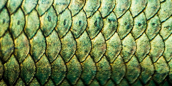 Betta Splendens scales, photo by Chantal Wagner Kornin