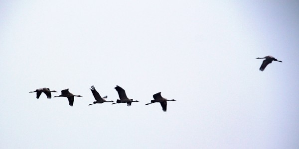 Birds in flight, photo by David Spinks