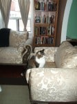 Bootsy Cat Bootsy Cat