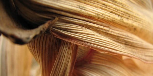Corn husk, photo by kristine.mackin