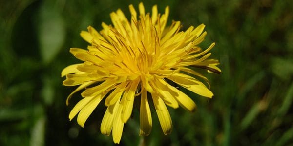 Dandelion, photo by Clare Bell