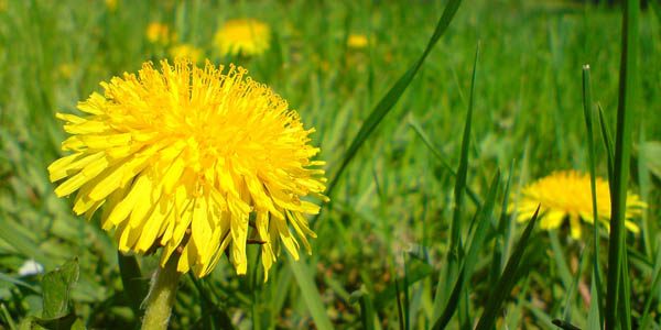 Dandelions, photo by Kamil Gopaniuk