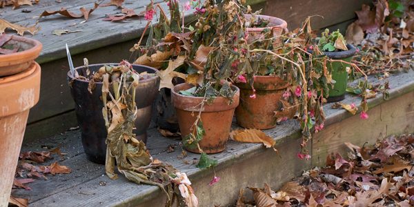 Dead plants, photo by Susy Morris