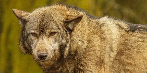 European wolf, photo by Richard Clark