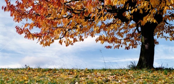 Fall leaves, photo by Andreina Schoeberlein