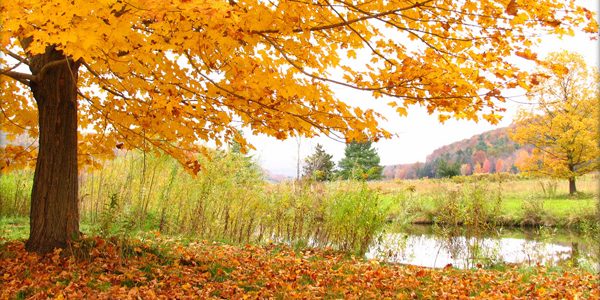 Fall tree, photo by Mark K