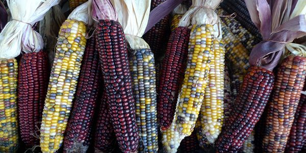 Flint corn, photo by Lori L. Stalteri