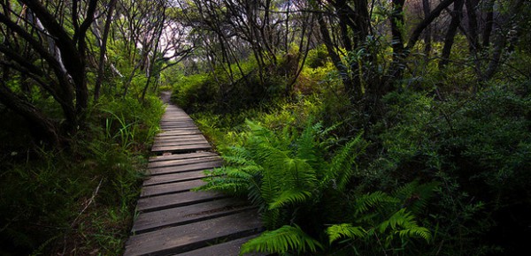 Forest boardwalk, photo by Adam Campbell