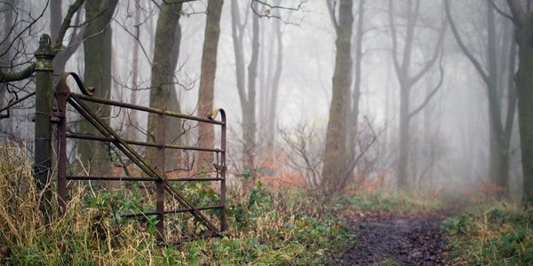 Gate and trees, photo by Al Crompton