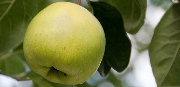 Golden Apple, photo by Chris Parfitt