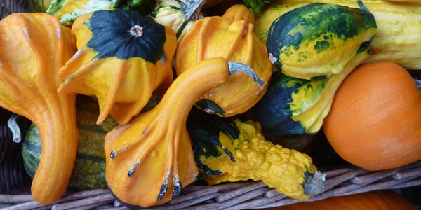 Gourds, photo by Rebecca Siegel