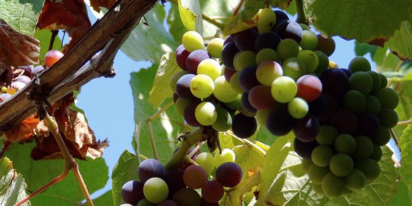 Grapes, photo by Sergio Russo