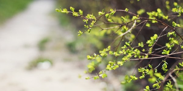 Greenery, photo by Iryna Yeroshko