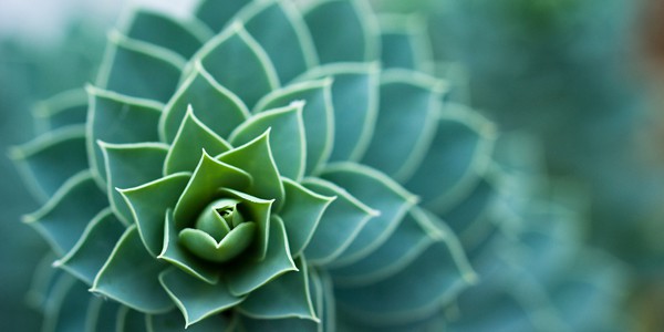 After awakening: Otherkin and spirituality Greenery, photo by