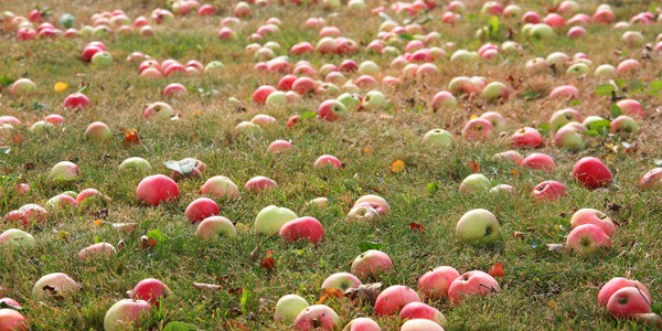 Mabon, by Diana Rajchel Harvest apples, photo by Liga Eglite
