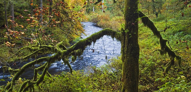 Mystery Teachings from the Living Earth, by John Michael Greer Haunted tree, by Ian Sane