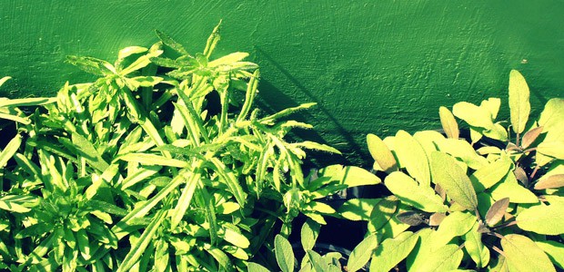 Llewellyn’s Herbal Almanac Cookbook Herbs, photo by En Bouton