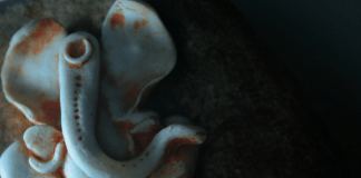 Clay magick: Creative casting for the artistic witch Clay magick: Creative casting for the artistic witch at Spiral Nature