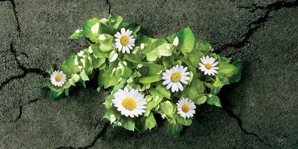 Jailbreaking the Goddess, by Lasara Firefox Allen Jailbreaking the Goddess, by Lasara Firefox Allen