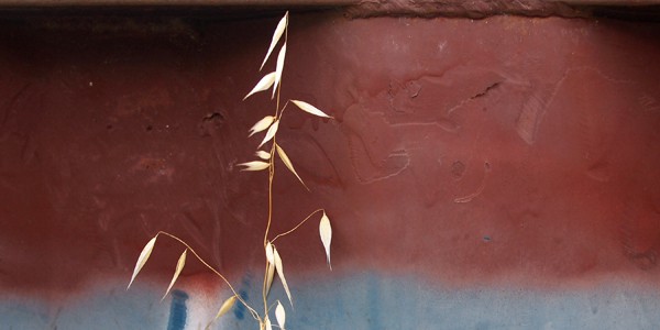 For the Love of the Gods, by Brandy Williams John Barleycorn, photo by Jed Sullivan