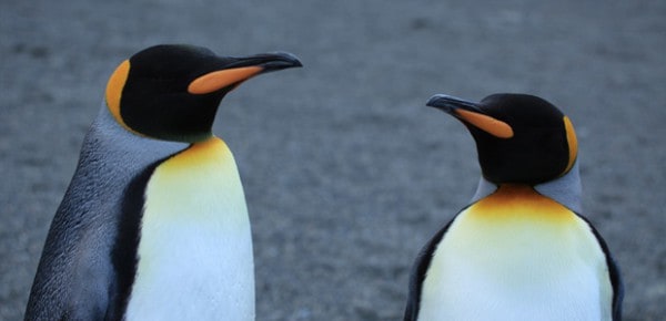 King Penguins, photo by Liam Quinn