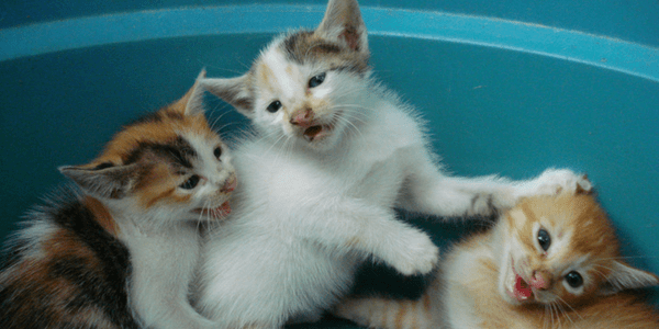 Kittens, photo by Yafut
