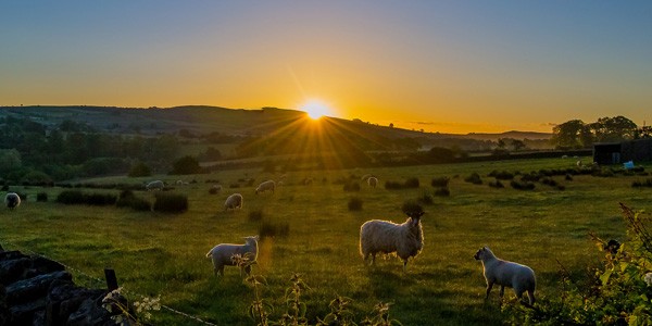 Lambs in the sun, photo by Andy Rothwell