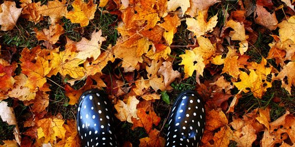 Fallen leaves, photo by Leigh Ann