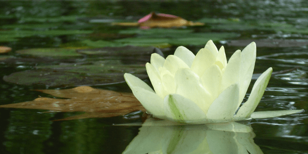 Lotus, photo by Carlos Alberto Silva