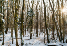 Two crafty ideas to get into the spirit of Imbolc Ideas for celebrating Imbolc at Spiral Nature