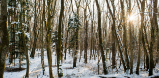 Two crafty ideas to get into the spirit of Imbolc Ideas for celebrating Imbolc at Spiral Nature