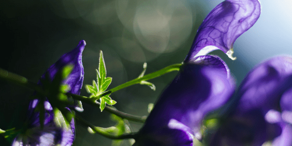 By Wolfsbane and Mandrake Root, by Mélusine Draco monks-hood-theo-crazzolara