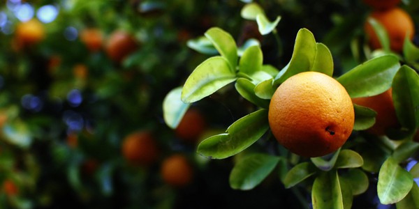 Orange, photo by Rafael Castillo