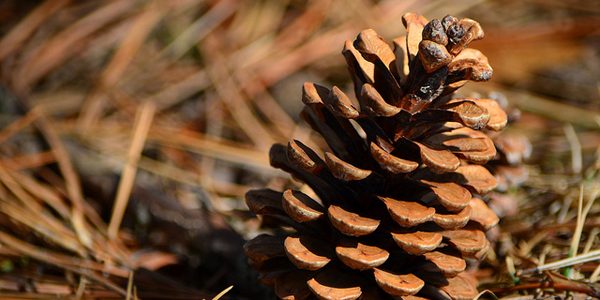 Pinecone, photo by LongitudeLatitude