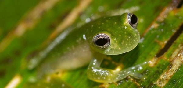 Powdered glass frog, photo by Brian Gratwicke