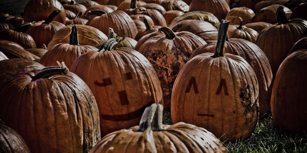 Pumpkin patch, photo by Dan Bergstrom