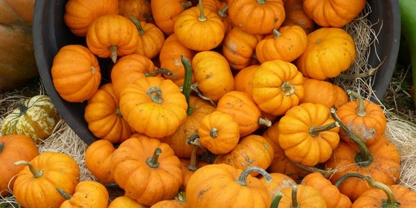 Pumpkins, photo by Jim Brenan
