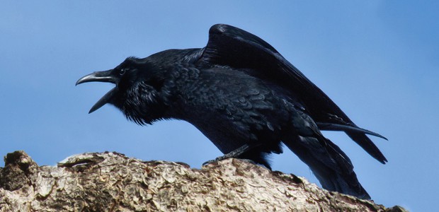 Raven, photo by Doug Brown