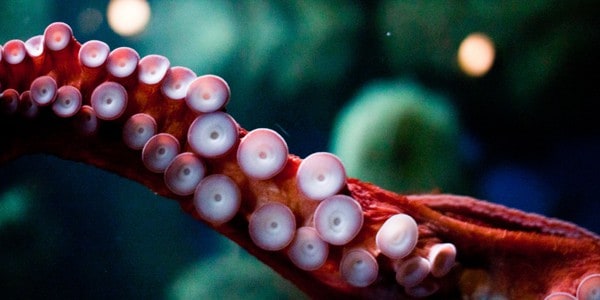 Red octopus tentacle, photo by dgies